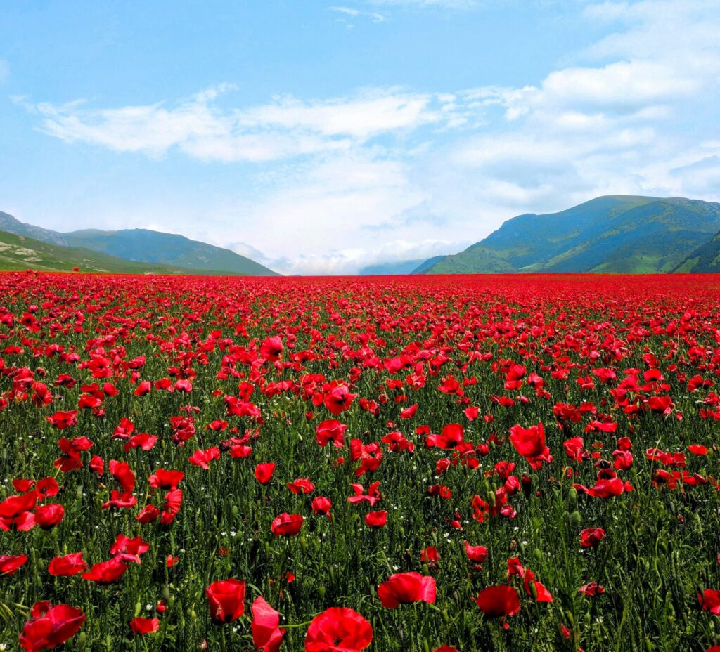 Fioritura in Armenia